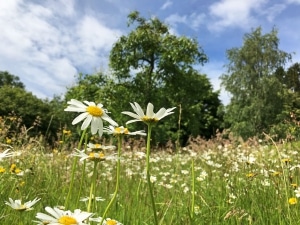 Kurpark Bad Marienberg