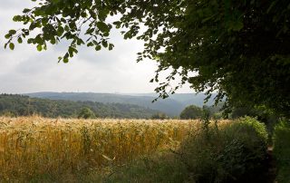 Kornfeld im Sommer