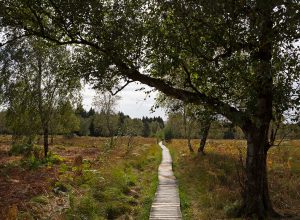 Auf Holzstegen durch das Hochmoor