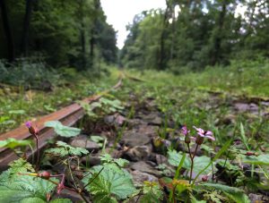 Bahnstation im Wald