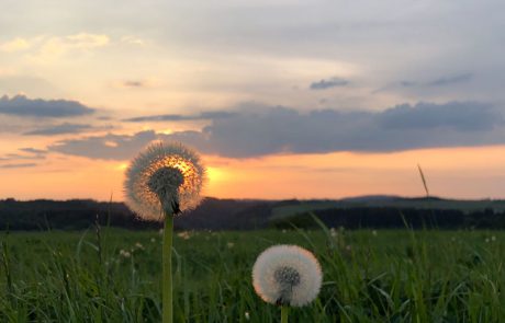 Pusteblume