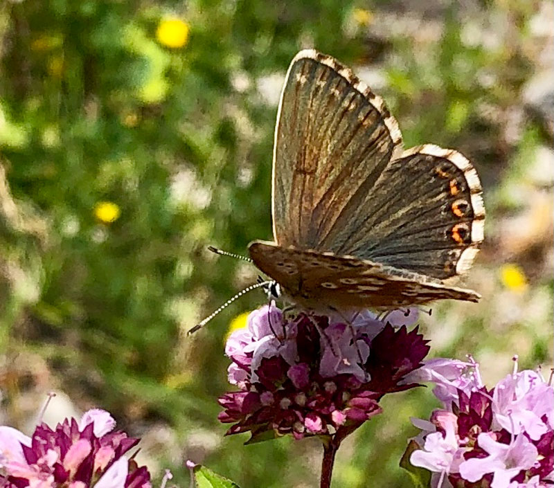 Tagfalter im Geopark Kalvarienberg