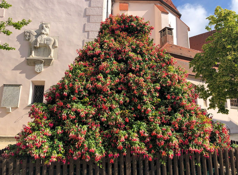 Fuchsienpyramide in Wemding