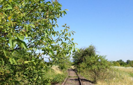 Alte Bahnstrecke nach Landau