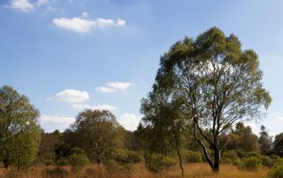 Wanderung im Hohen Venn