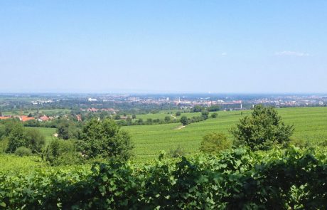 Blick von der kalkig Richtung Rhein