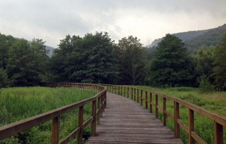 Holzsteg im Königsbruch