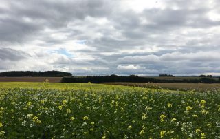 Rapsfeld im Herbstwind