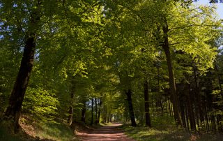 Waldweg auf dem Rennsteig