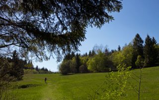 Wiesenweg auf dem Rennsteig