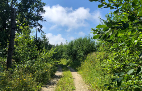 Waldbeeren wachsen entlang des Steinbruchs