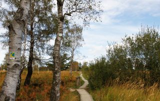 Holzsteg durch das Naturschutzgebiet Struffelt