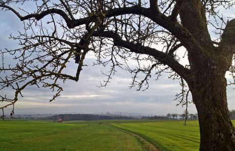 Hohenloher Ebene