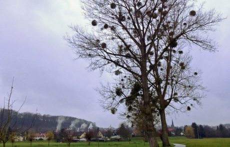 Auf dem Weg nach Bad Wimpfen