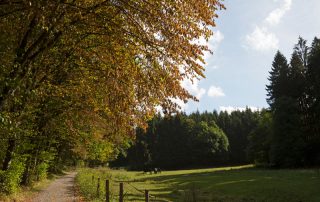 Wandern in der Eifel