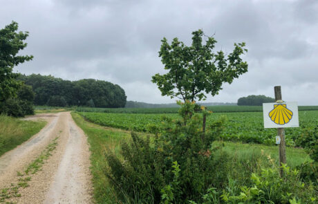 Immer der gelben Muschel nach