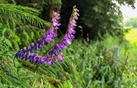Wilde Orchidee am Wegesrand
