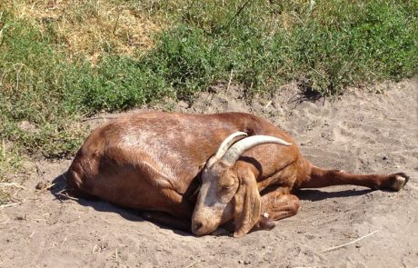 Ziege macht Siesta